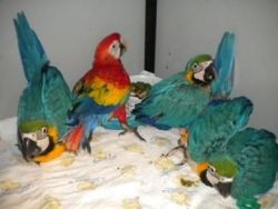 Female Blue And Gold Macaw With Cage