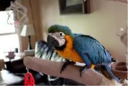 Talking Pair Of Blue And Gold Macaw Parrots