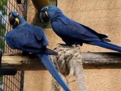 X-Mas Hyacinth Macaw Parrots