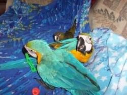 Talking Blue and Gold Macaw Parrots