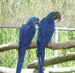 Awesome Pair Blue & Gold Macaw Parrots