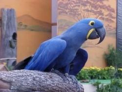 Affectionate Hyacinth Macaw Parrot