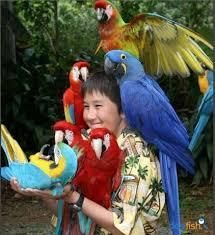 Hyacinth Macaw Parrots For Adoption(xxx) xxx-xxx3