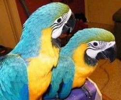 Pair Of Talking Blue And Gold Macaw Parrots