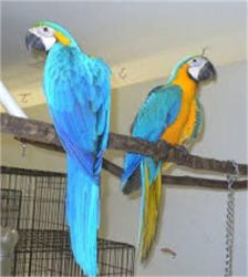 Blue and Gold Macaw Parrots