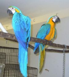 Lovely Male And Female Congo African Grey Parrots
