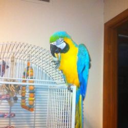 Tame + Talking! Blue And Gold Macaw Parrot! Cute +