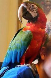 Harlequin Macaws for sale