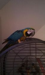 Blue And Gold Macaws for sale