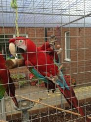 Macaw Green Wing Male And Female For Sale.