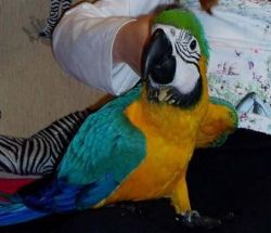 Talkative Beautiful Blue And Gold Macaw (dna'd)