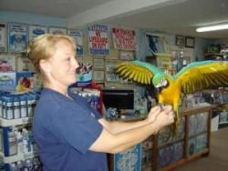 Blue, Gold Blue And Gold Macaw