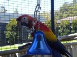 Scarlet Macaw Parrots For Sale $500.00