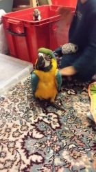 Blue And Gold Macaw Available Now