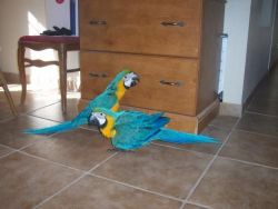 Young Blue and gold macaw parrots