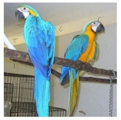 Proven Pair Of Macaw Parrots Ready Now