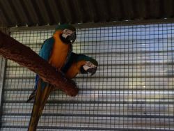 Cd Blue And Gold Macaw Now Available