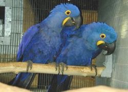 Dccd A Bonded Pair Of Hyacinth Macaw