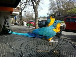 fvfv Blue and gold Macaw