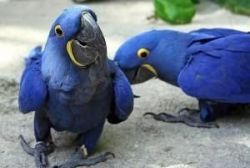 Hyacinth Macaw Parrots For Sale.(xxx) xxx-xxx5
