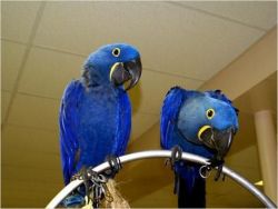 Tamed Talking Pair Of Hyacinth Macaw Parrots