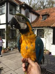 2 Year Old Macaw