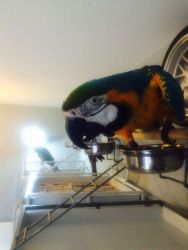 Macaw Talking Super Tame Parrots For Sale