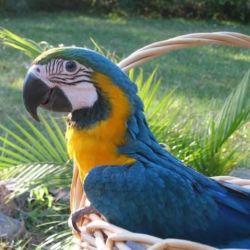 Blue And Gold Macaw Parrots For Pet Loving Homes