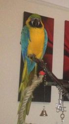 Macaw Parrots for Sale