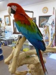 Green Wing Macaw's (hand Raised Babies)