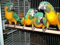 Blue Throated Macaw Baby's Super Tame With Papers