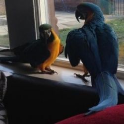 Male and Female Blue Macaw