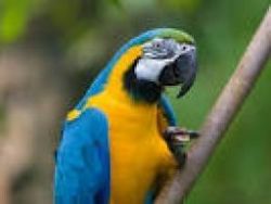 losing our macaw .after huge vet bills