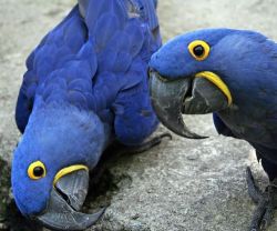 Pair Of Hyacinth Macaw Parrots For Free Adoption