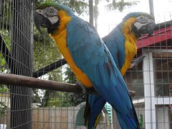 Hand Reared Macaws Blue & Gold For Sale