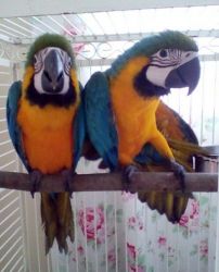 Macaw Parrots Intelligent Birds