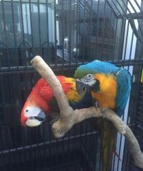pair of blue and gold macaw