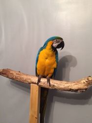 Blue And Gold Macaw Available