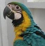 Blue Gold and Green Wing Macaw available