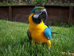 Macaw Parrot Blue and Gold / Blue & Gold