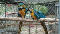 Pair of Blue and gold macaws