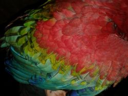 Baby Green Wing macaw