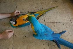 Gorgeous Hand Reared and Super Tame Blue And Gold Macaw Parrots avail