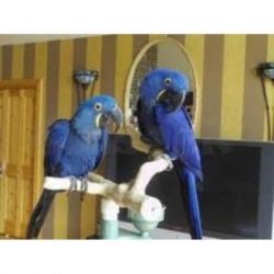 TALKING PAIR OF HYACINTH MACAW PARROTS FOR SALE