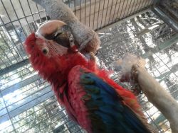 Baby green wing macaw