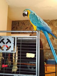 adorable blue and gold macaw bird for sell (xxx) xxx-xxx6