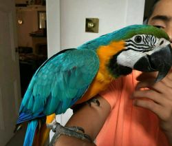 MACAW PARROT