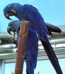 HYACINTH MACAW PARROTS