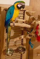 BLUE AND GOLD MACAW FOR SALE