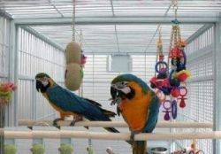 pair of Blue and Gold Macaw parrots for Sale